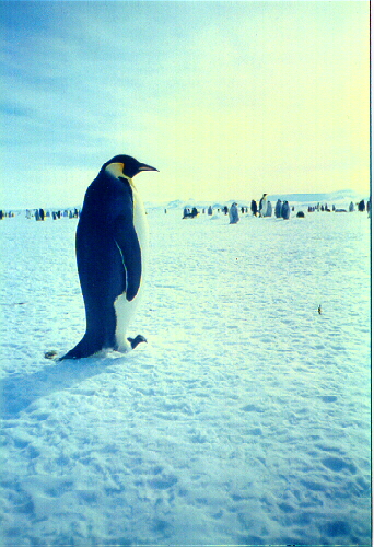 penguin watches sunset on Ontario retreat